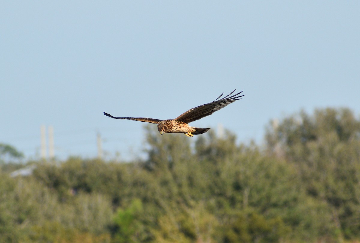 Northern Harrier - ML646477801