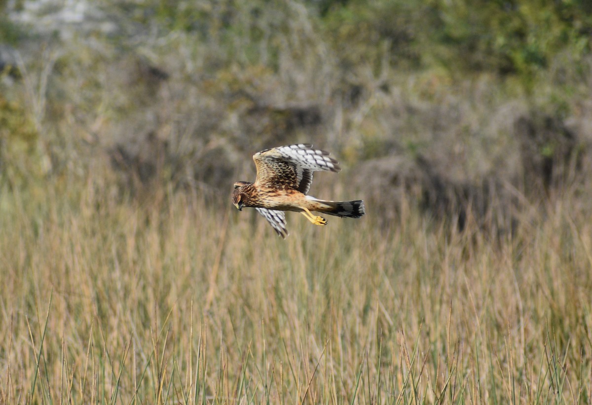 Northern Harrier - ML646477802