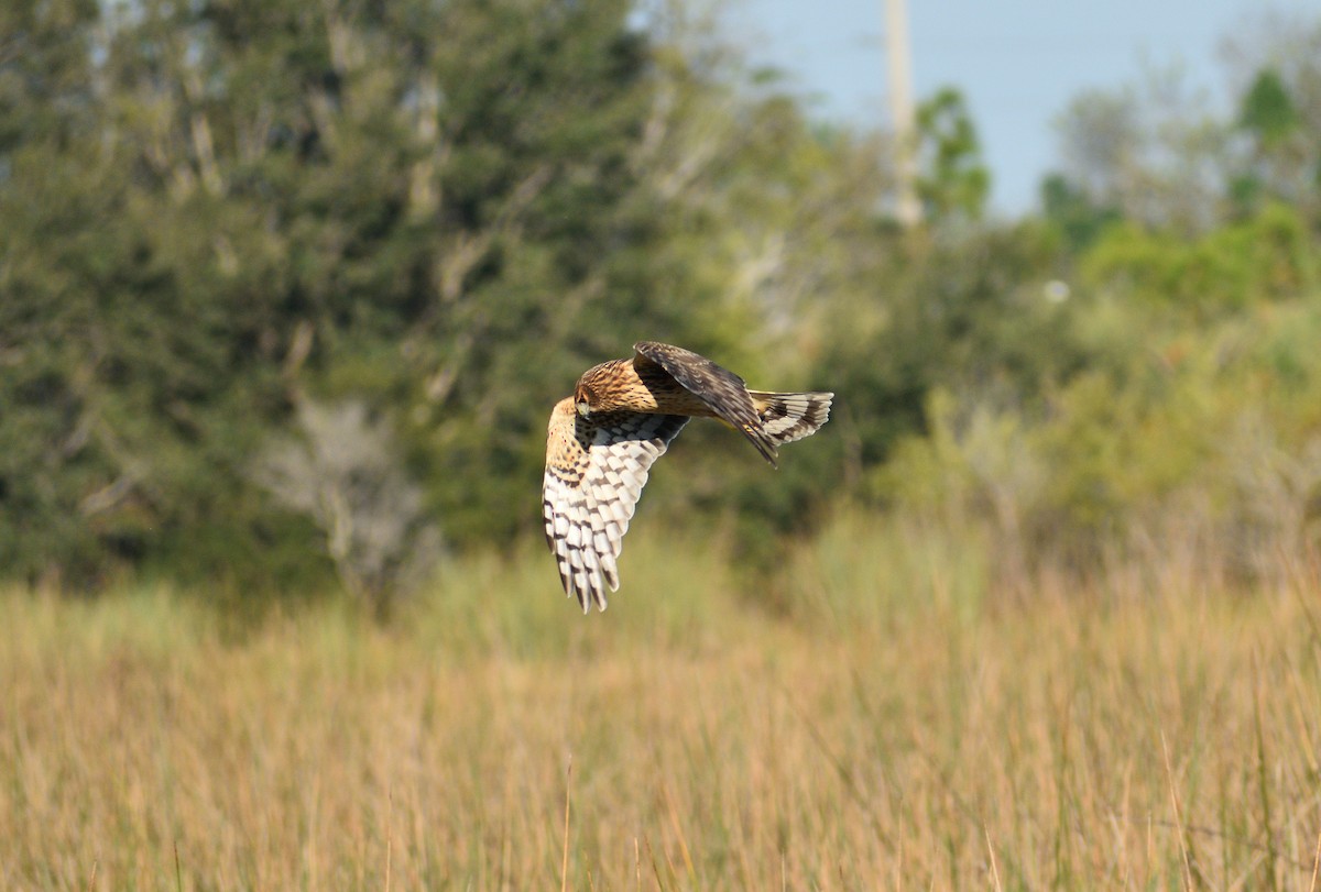 Northern Harrier - ML646477803