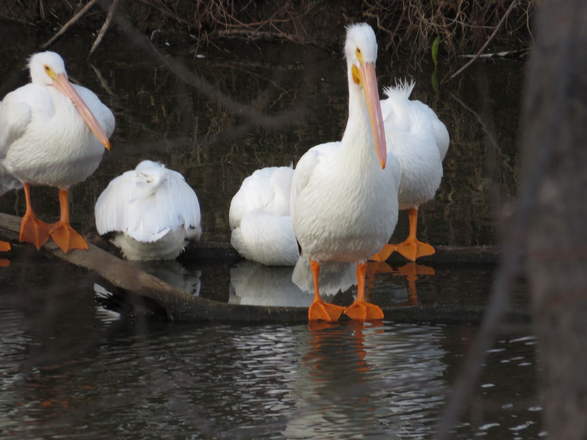 American White Pelican - ML646477806