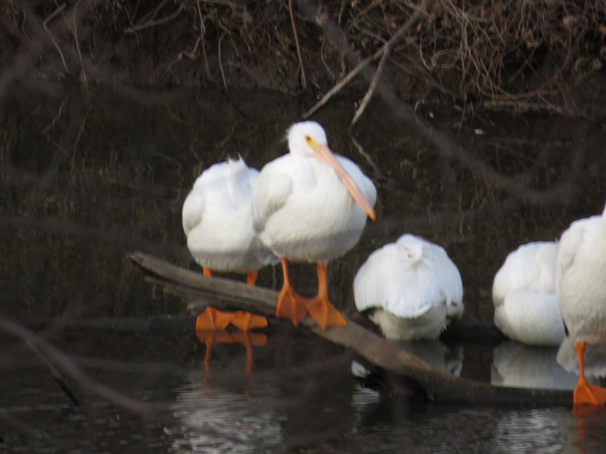 American White Pelican - ML646477807