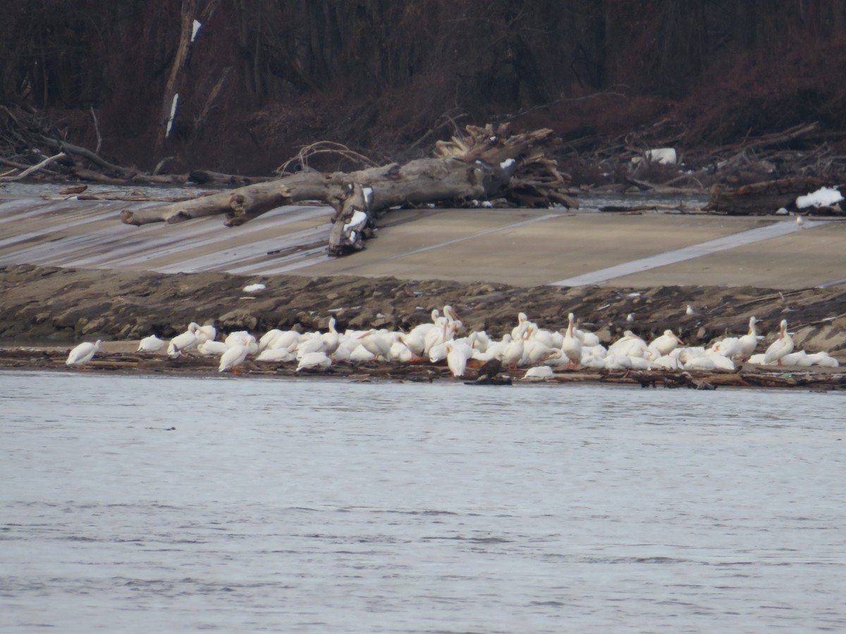 American White Pelican - ML646477808