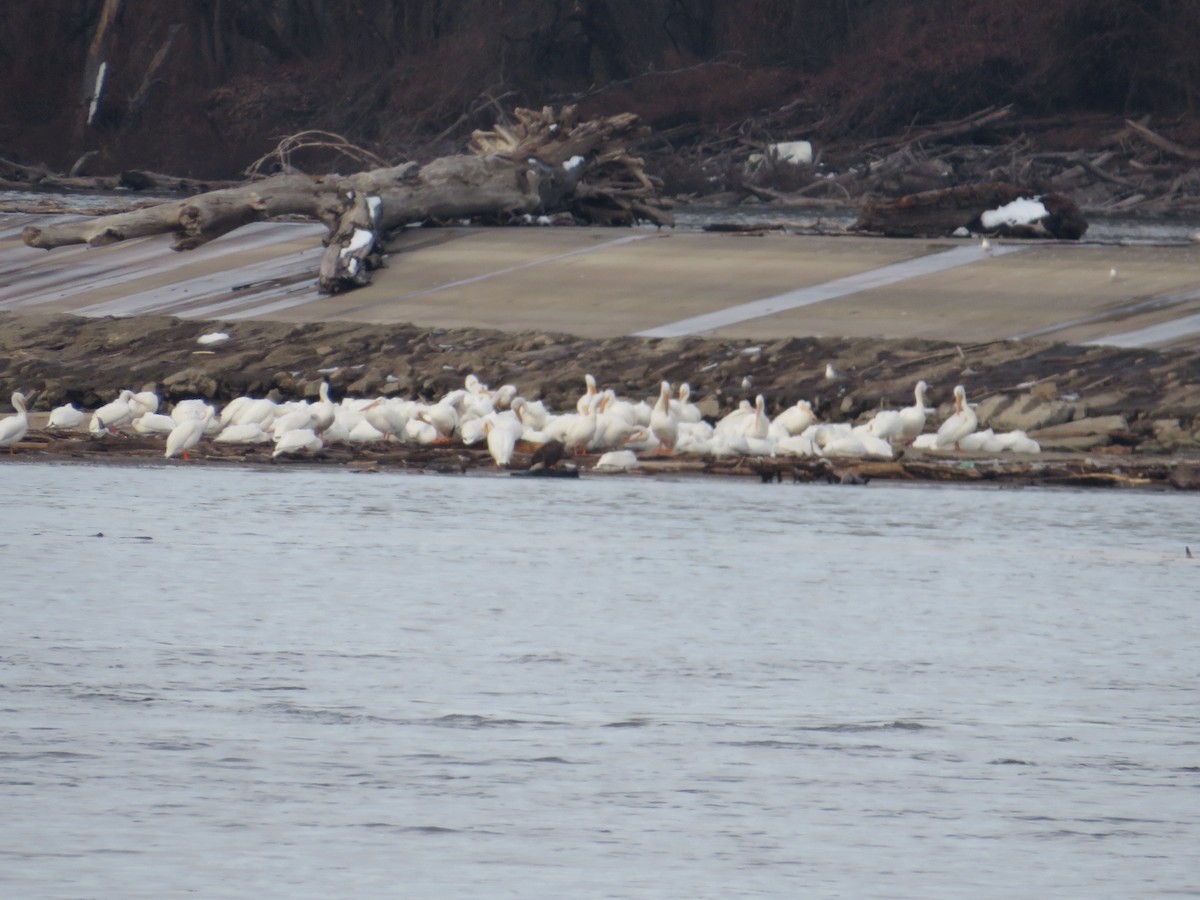 American White Pelican - ML646477809