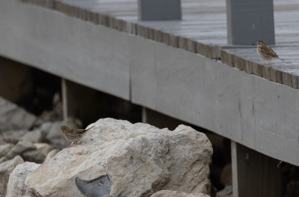 Savannah Sparrow - ML646477813