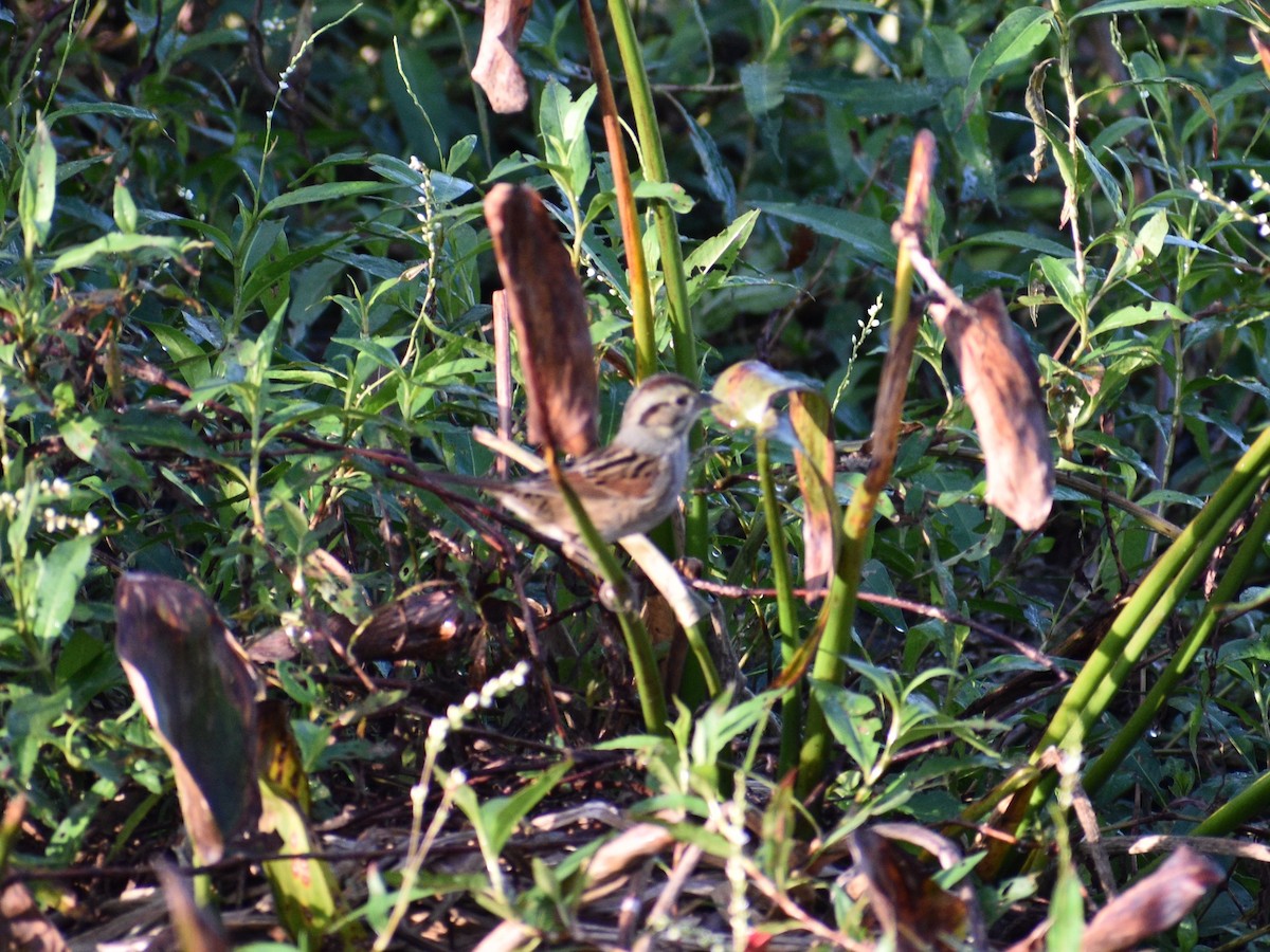 Swamp Sparrow - ML646477815