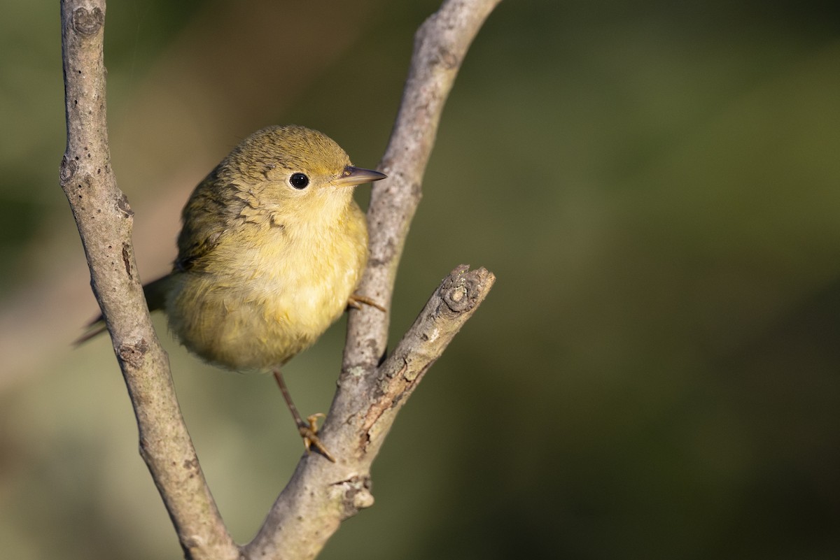 lesňáček zlatotemenný - ML646477817