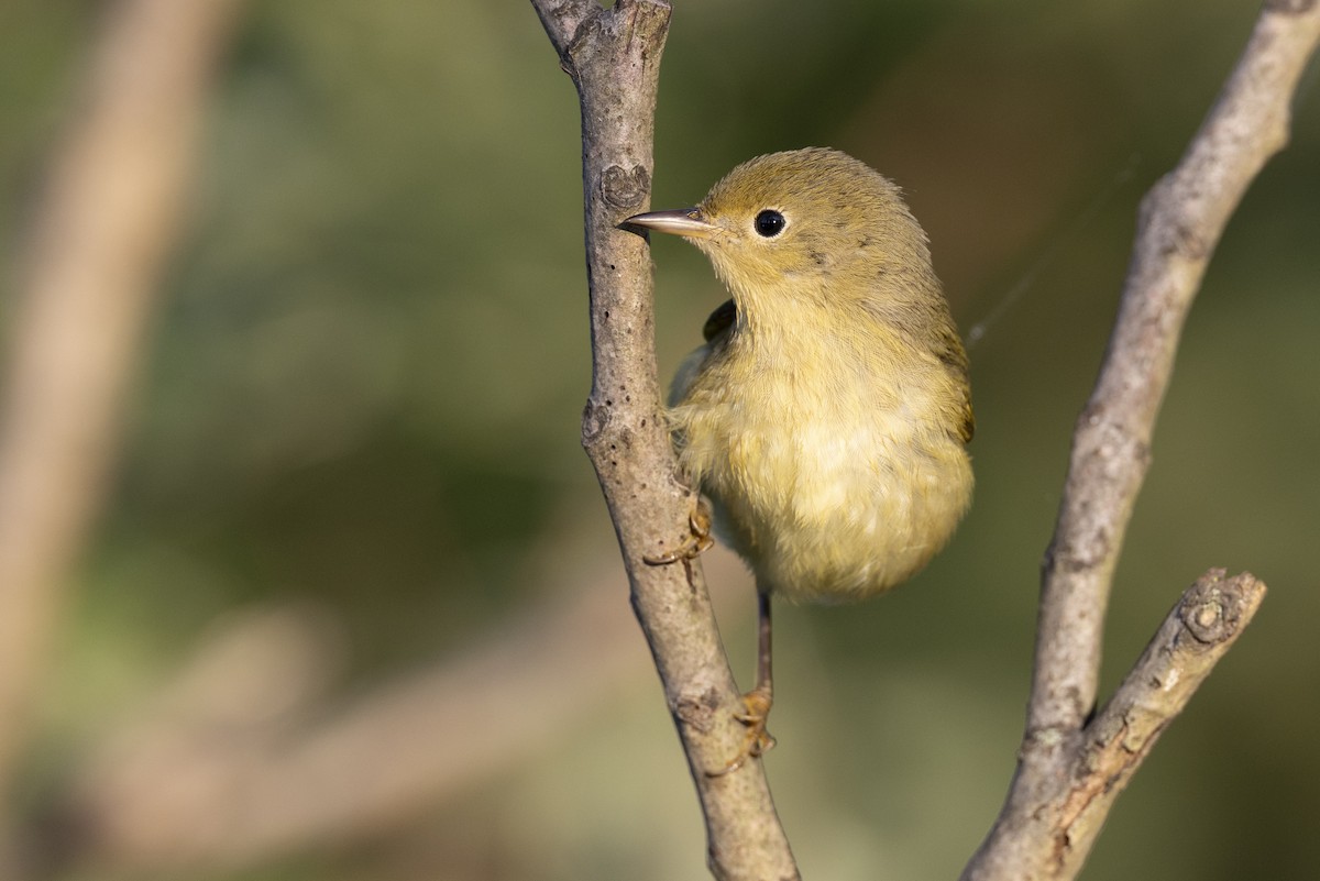 lesňáček zlatotemenný - ML646477818