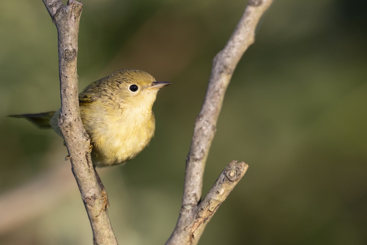 lesňáček zlatotemenný - ML646477819