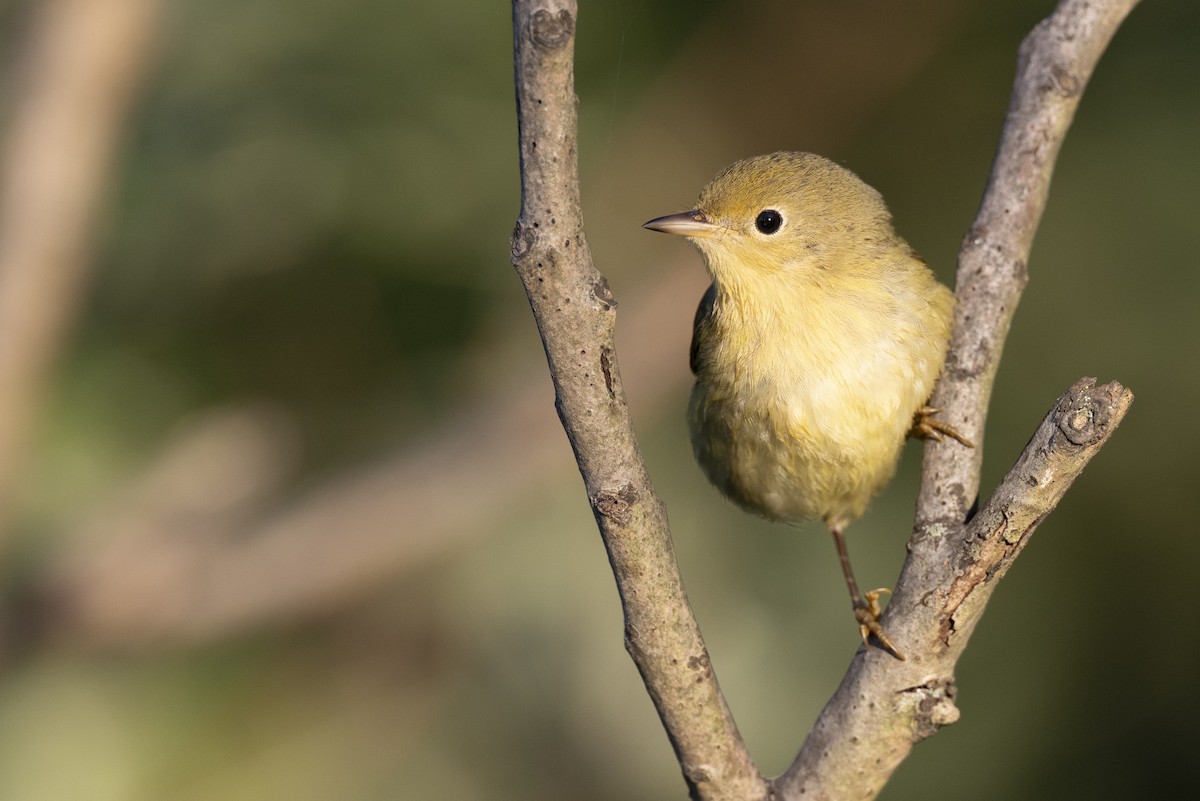 lesňáček zlatotemenný - ML646477820