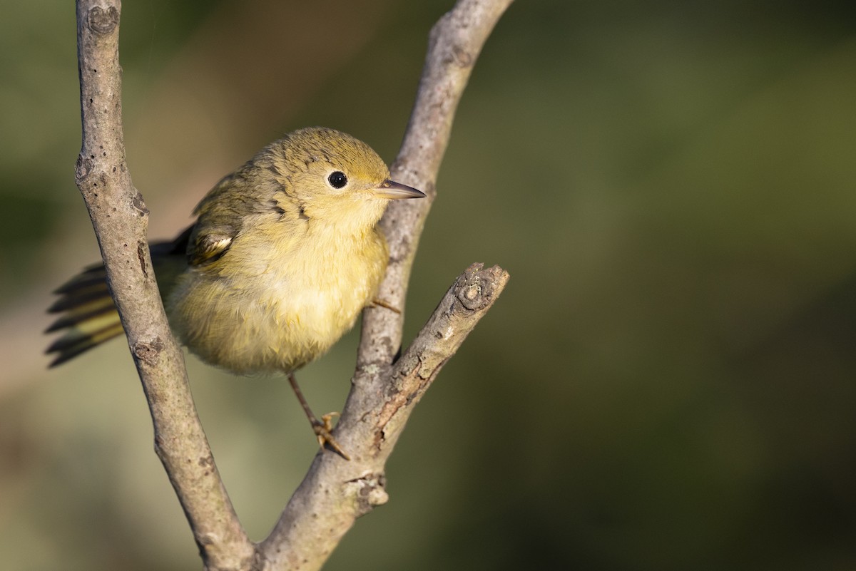 lesňáček zlatotemenný - ML646477821