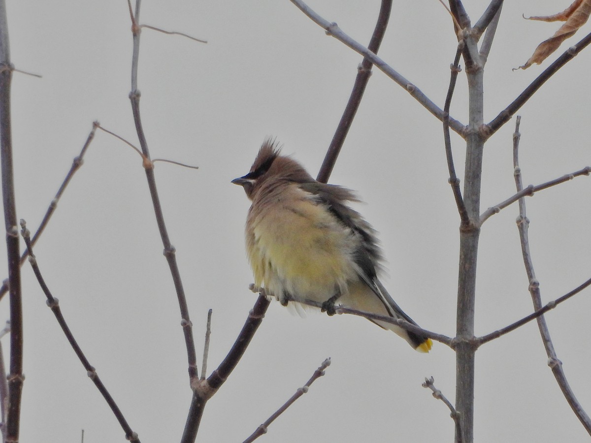 ヒメレンジャク - ML646477822