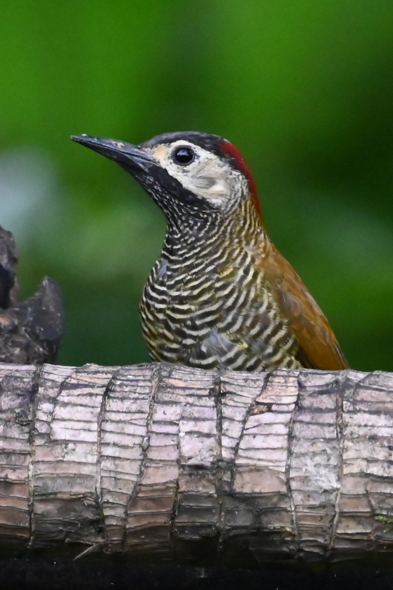 datel olivozlatý - ML646477824