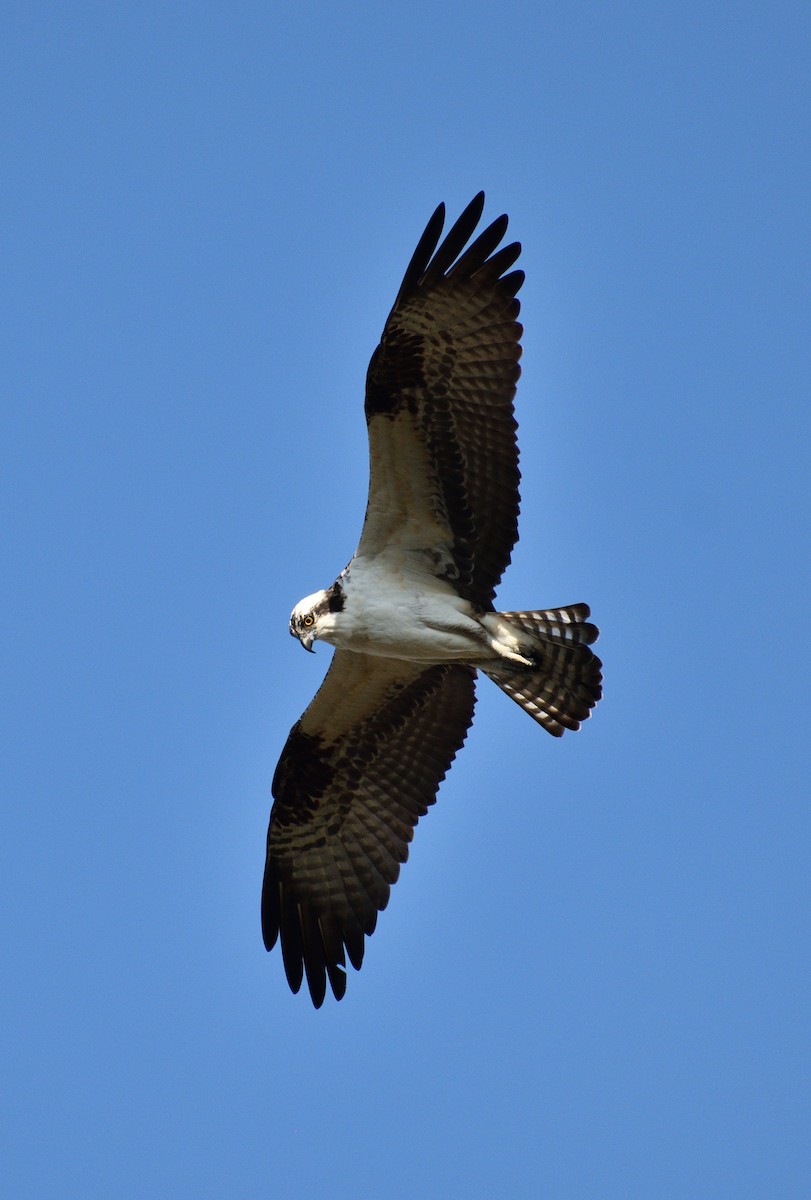Osprey - ML646477825