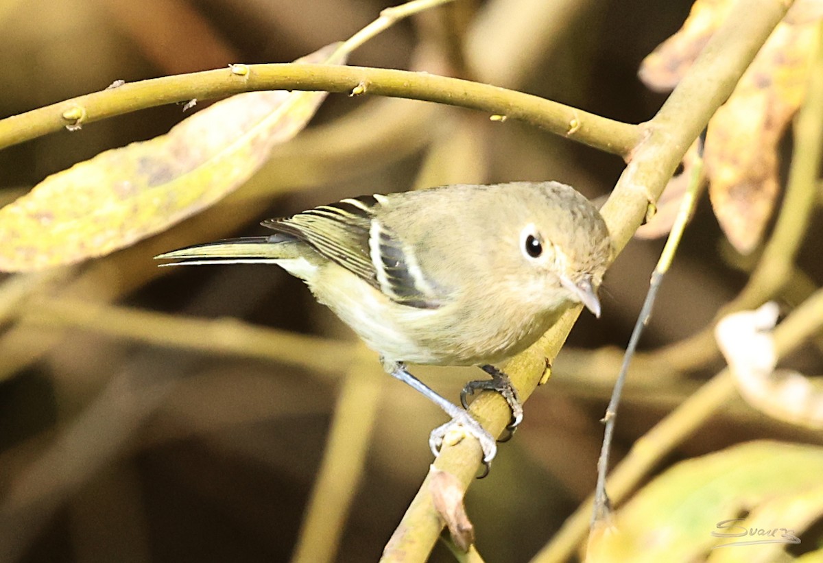 Hutton's Vireo - ML646477826