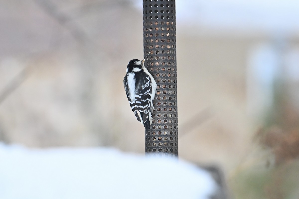 Downy Woodpecker - ML646477827