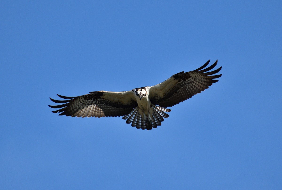 Osprey - ML646477828