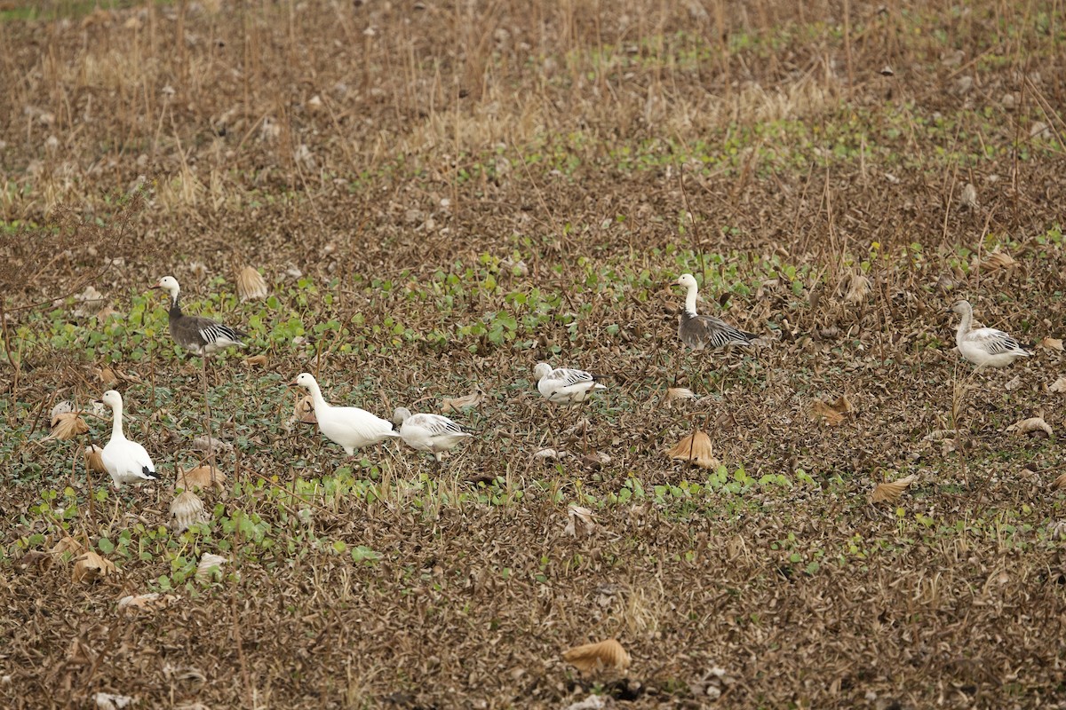 Snow Goose - ML646477830