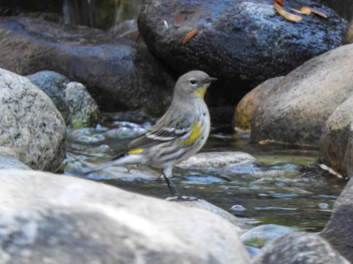 Yellow-rumped Warbler (Audubon's) - ML646477832
