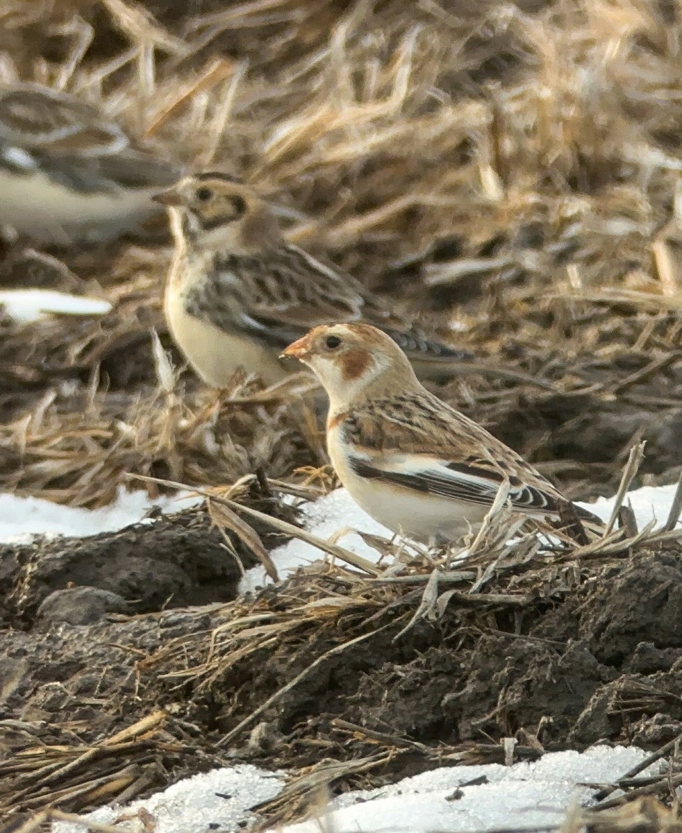 Snow Bunting - ML646477833