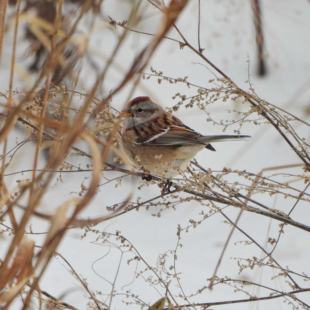 ムナフヒメドリ - ML646477834