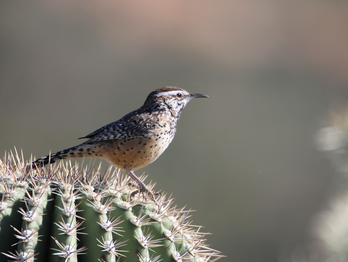Cactus Wren - ML646477835