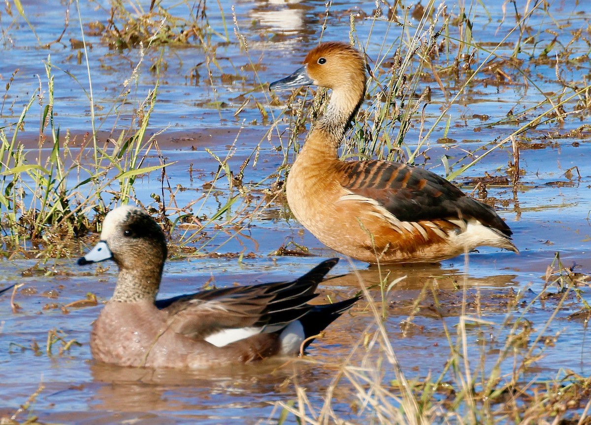 husička bažinná - ML646477837