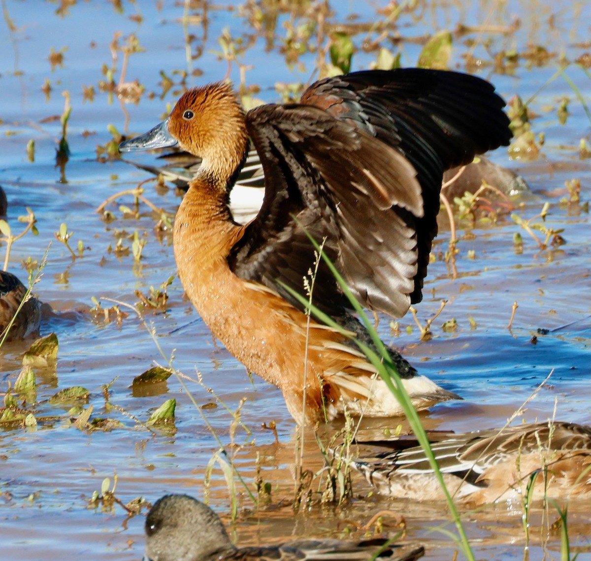 husička bažinná - ML646477838