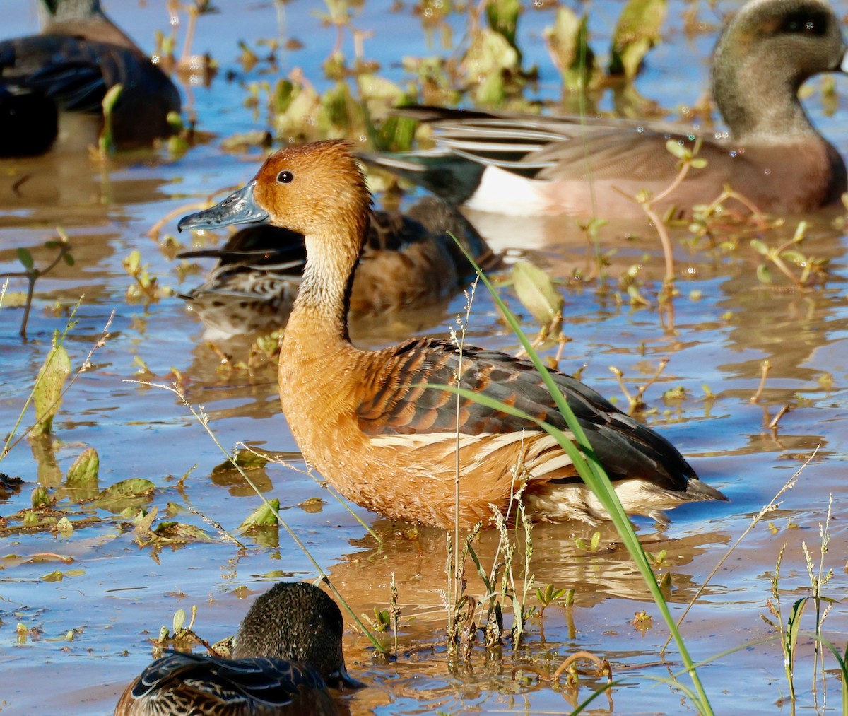 husička bažinná - ML646477840