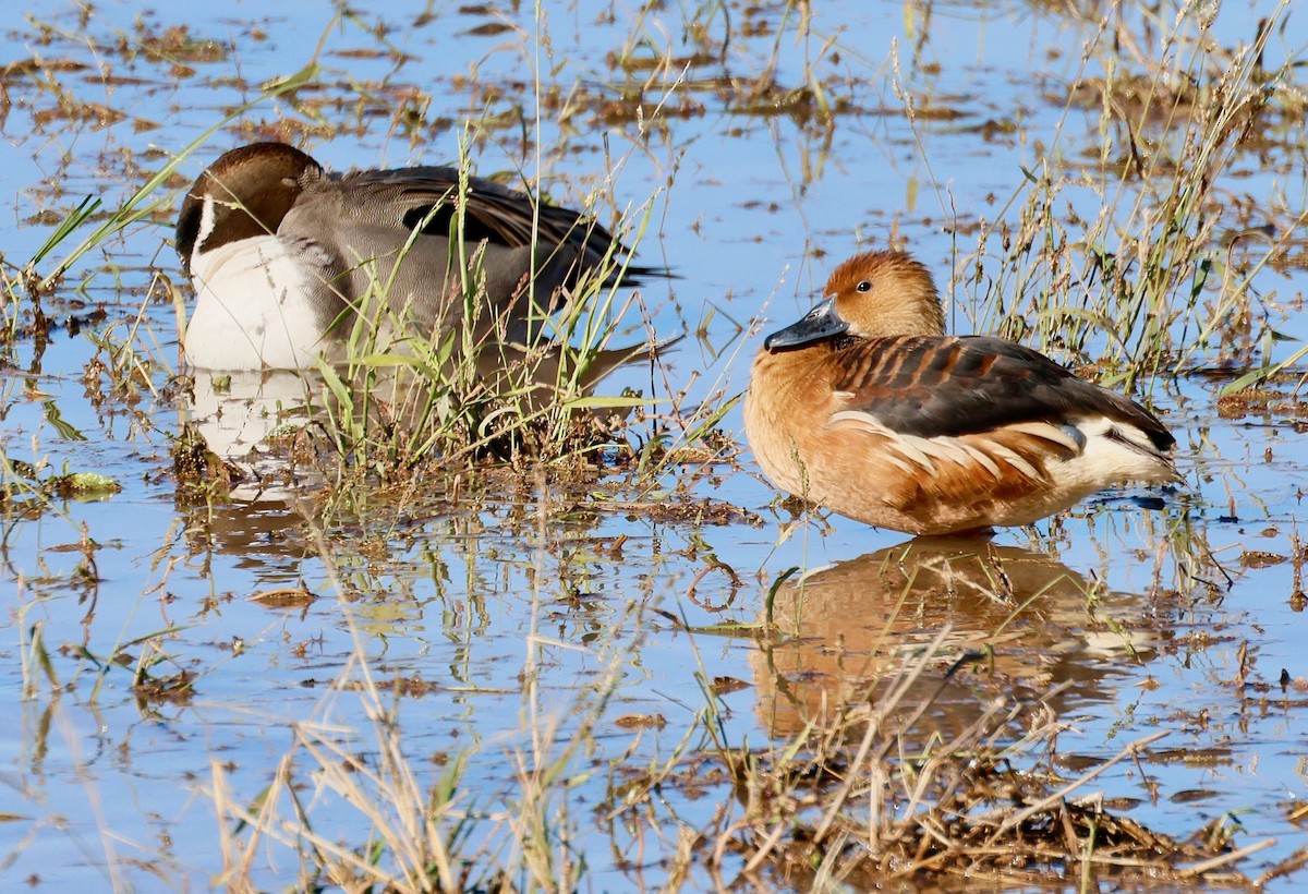 husička bažinná - ML646477841