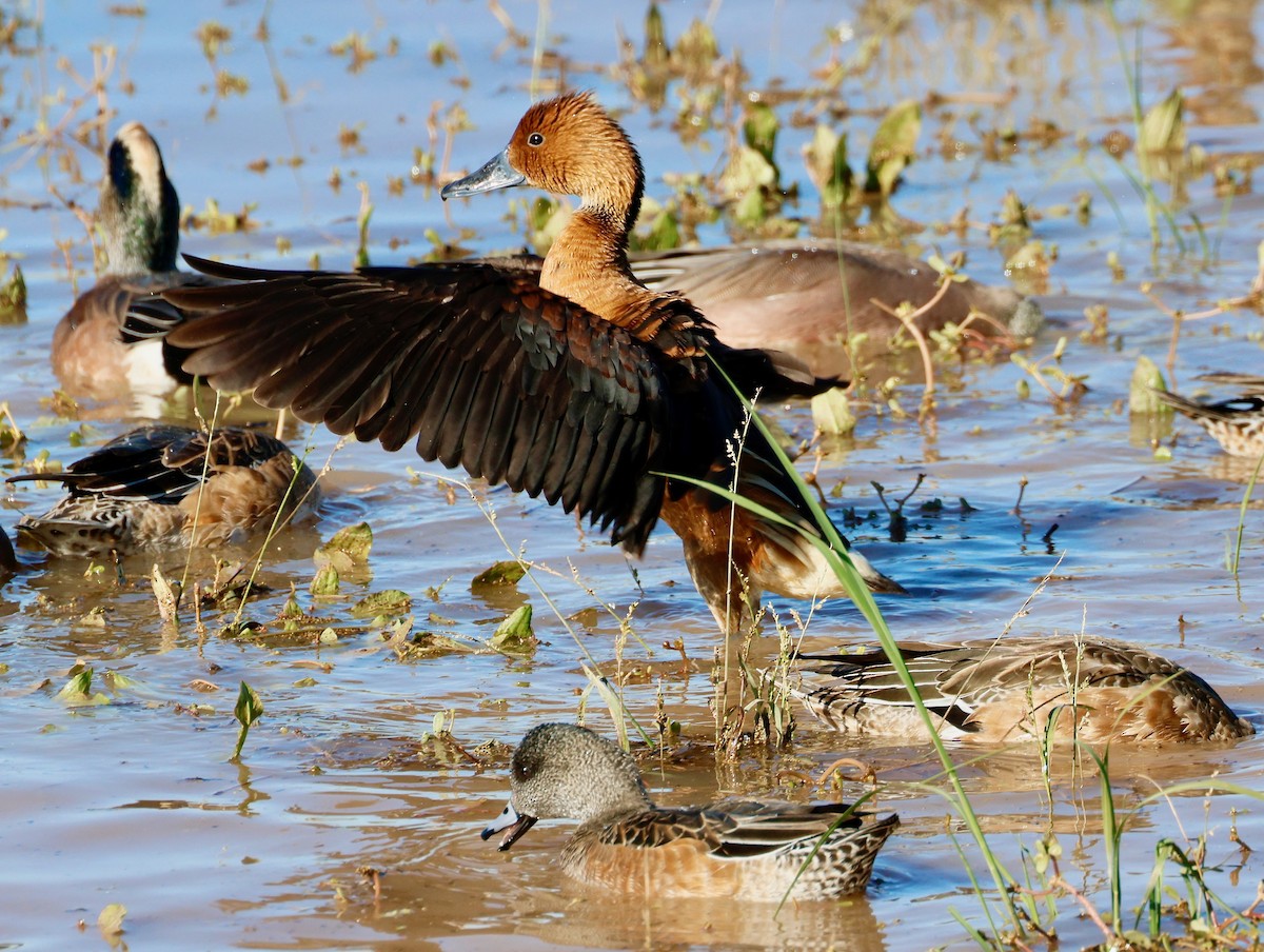 husička bažinná - ML646477842