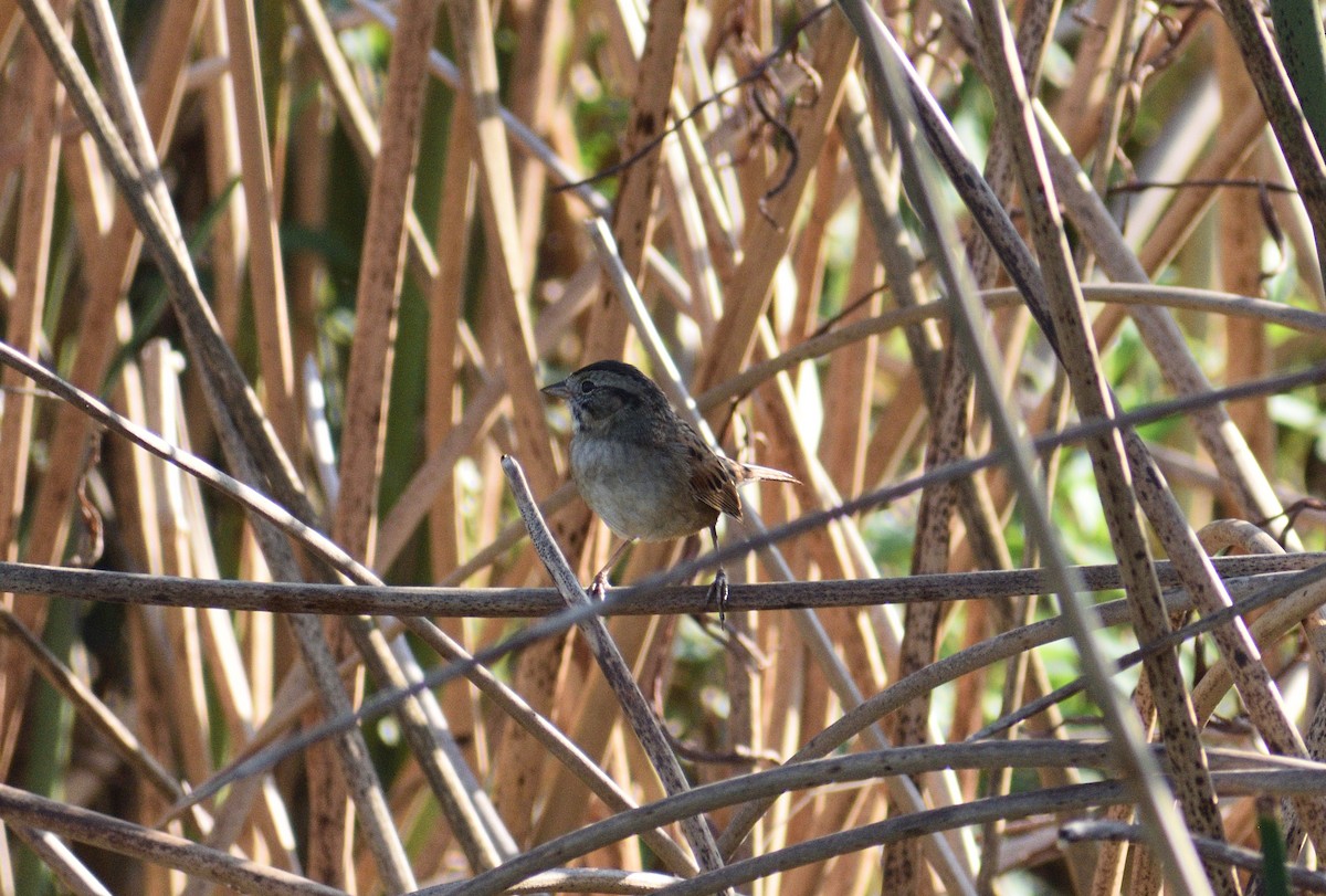 Swamp Sparrow - ML646477843