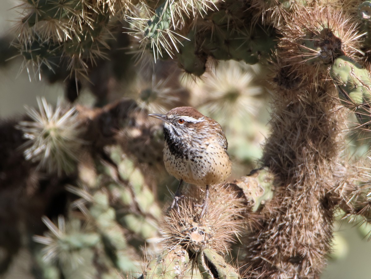 Cactus Wren - ML646477845