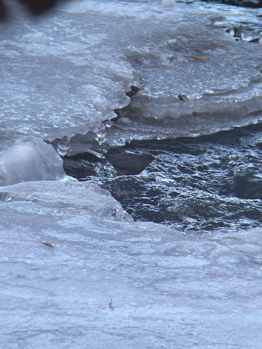 American Dipper - ML646477846