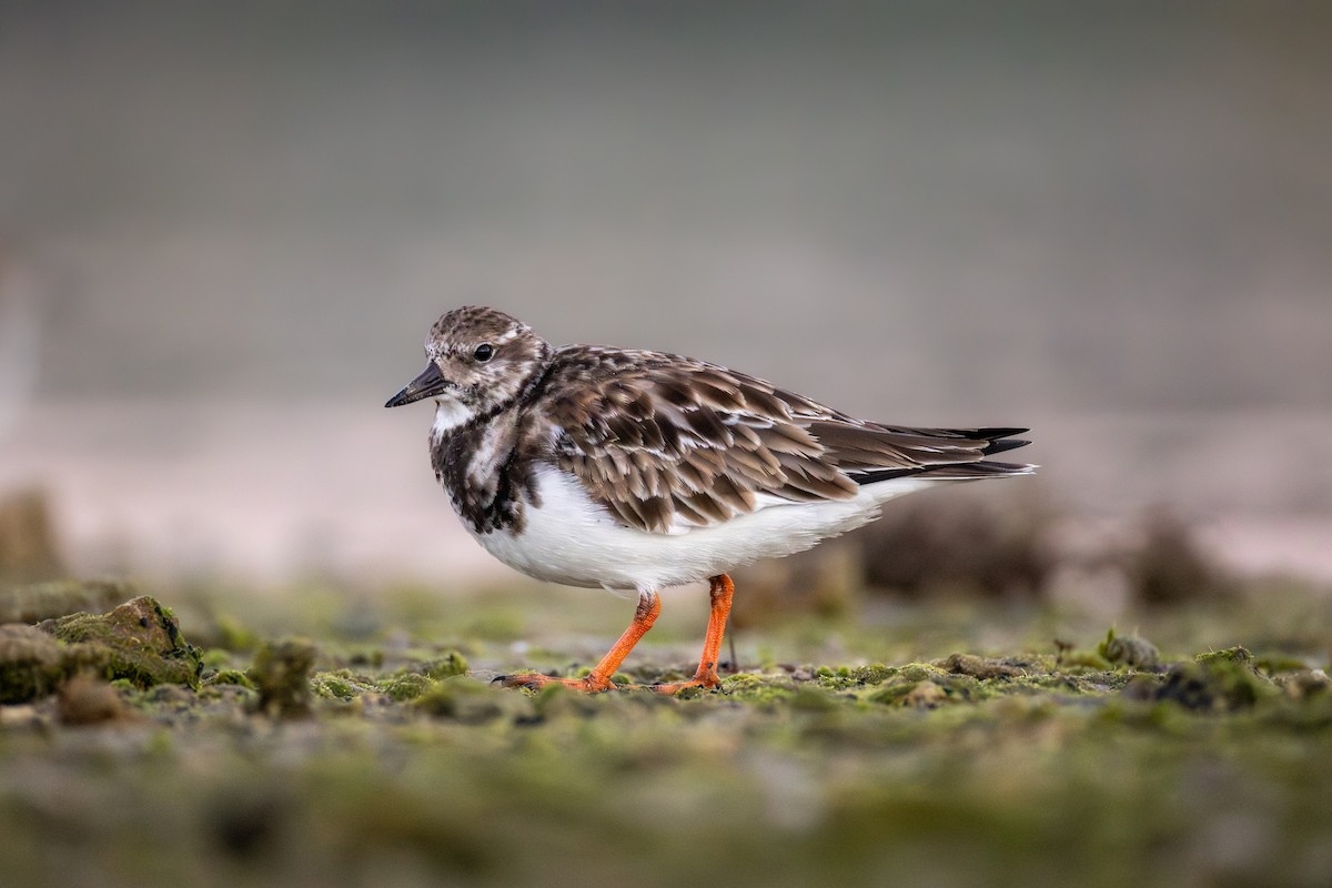 Ruddy Turnstone - ML646477847
