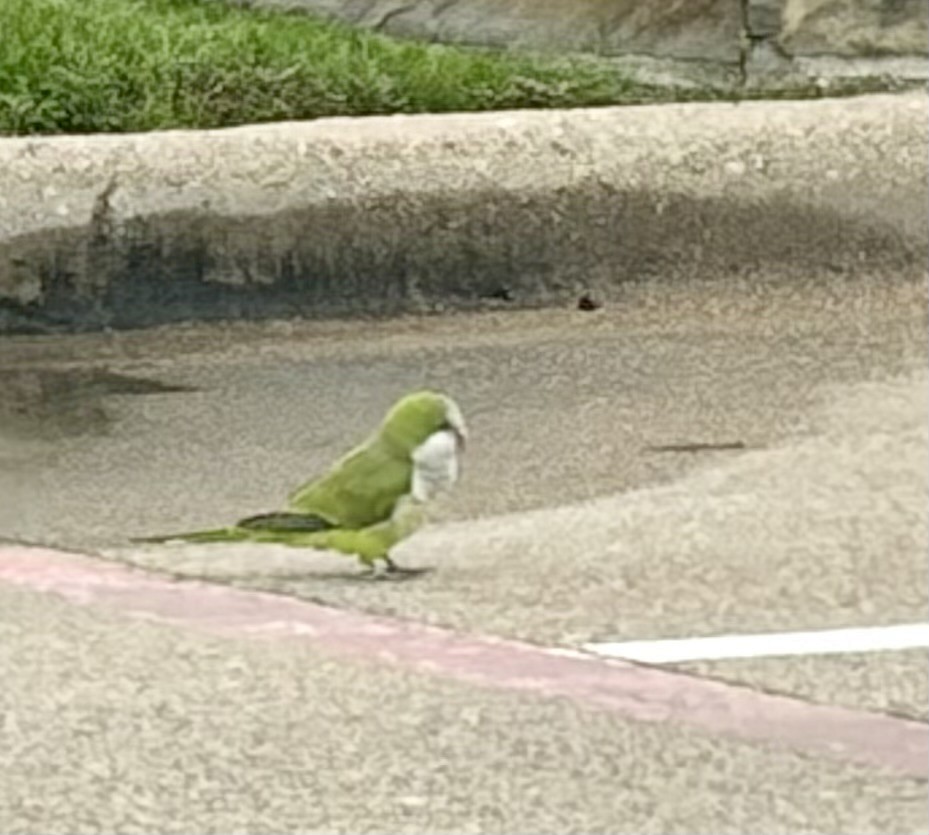Monk Parakeet - ML646477848