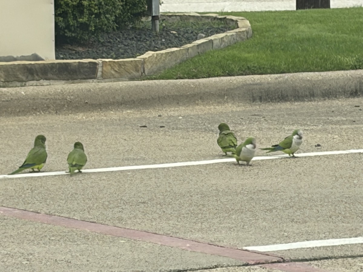 Monk Parakeet - ML646477849