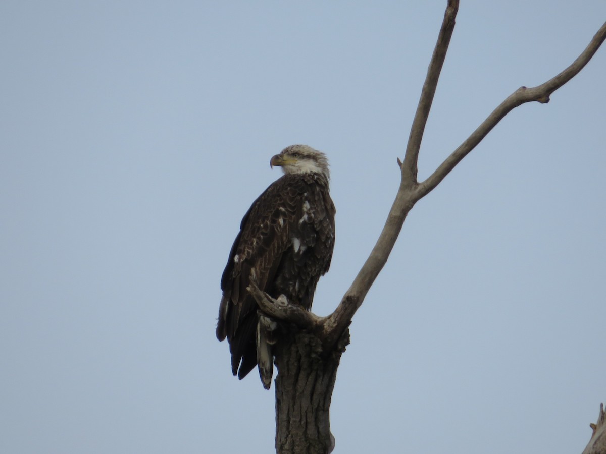 Bald Eagle - ML646477850