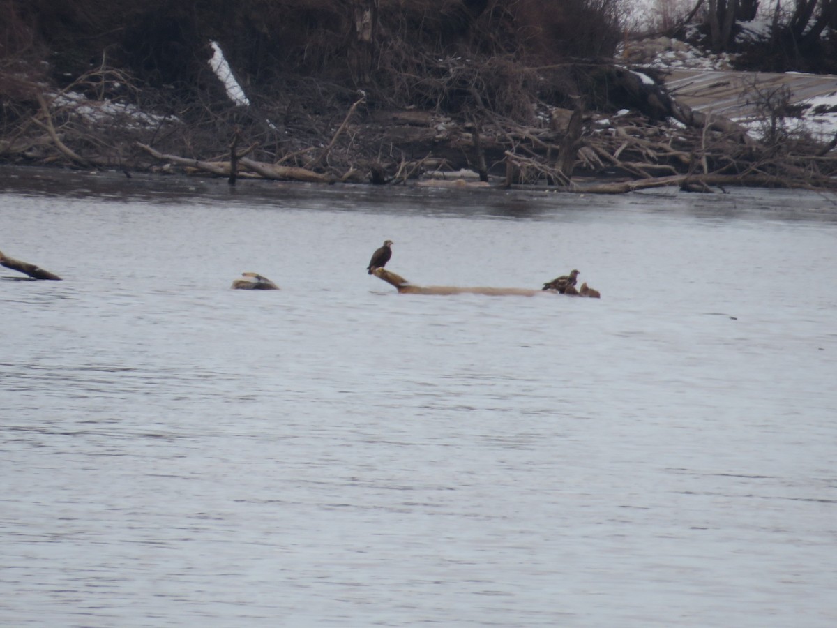 Bald Eagle - ML646477851