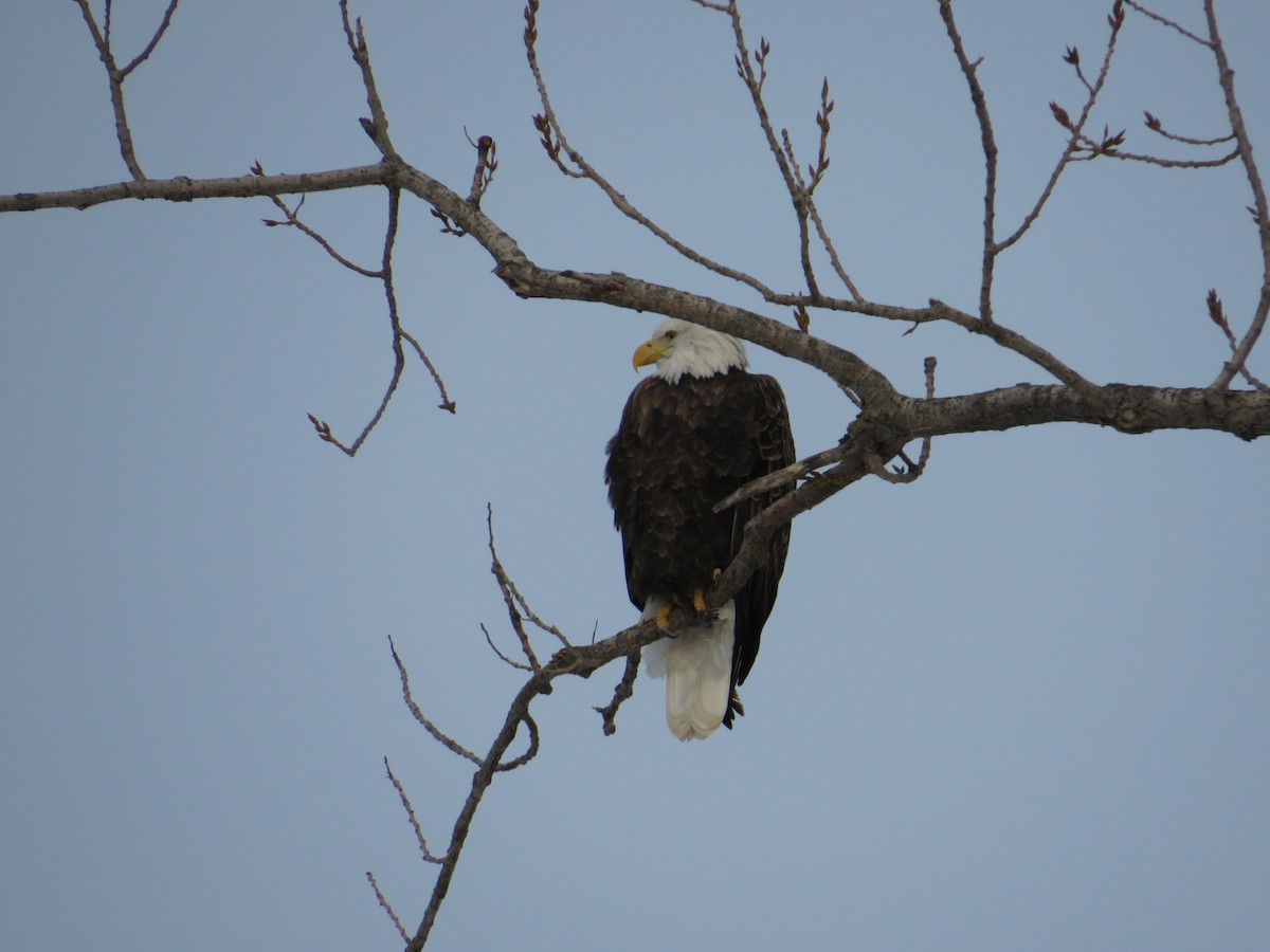 Bald Eagle - ML646477852