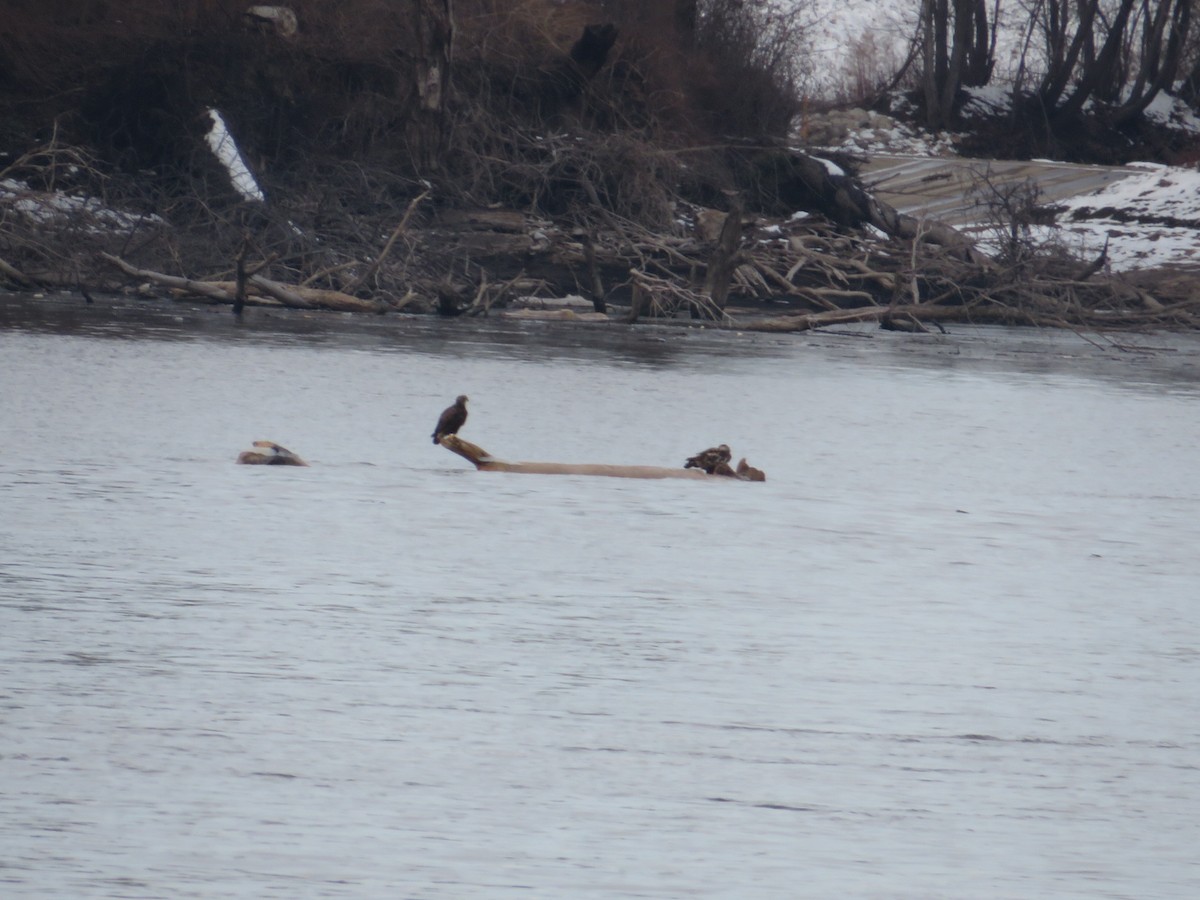 Bald Eagle - ML646477853