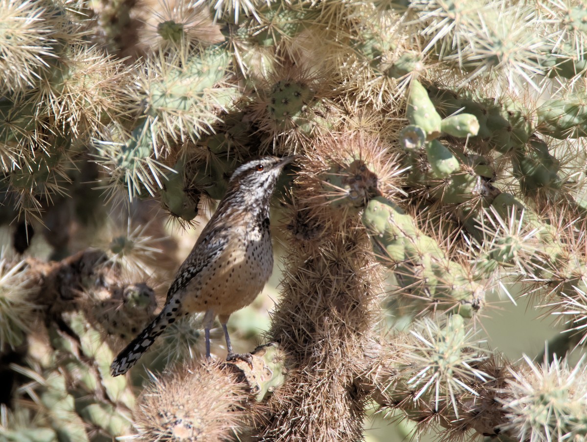 Cactus Wren - ML646477854