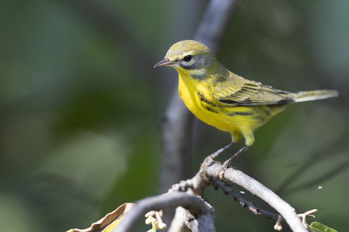 lesňáček pokřovní - ML646477855