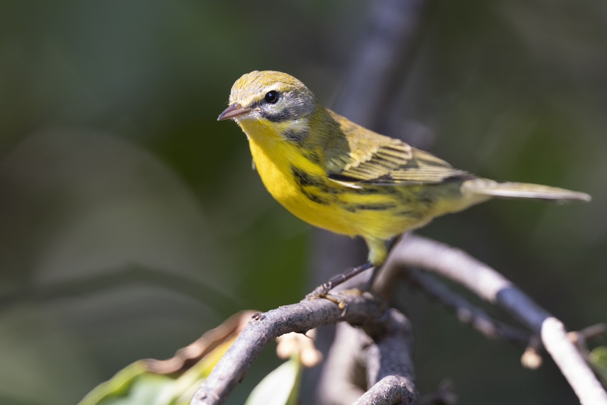 lesňáček pokřovní - ML646477856