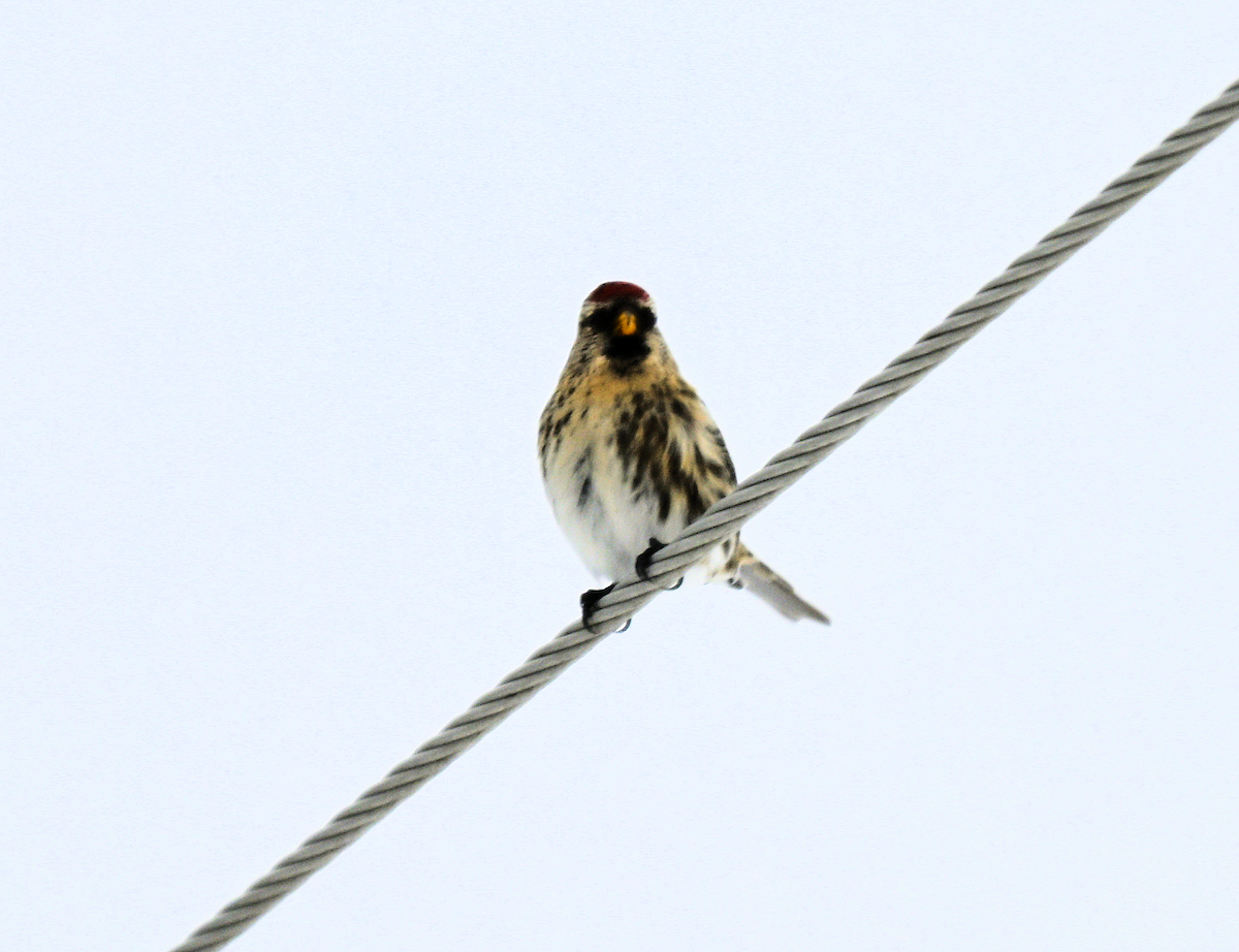 Redpoll - ML646477858