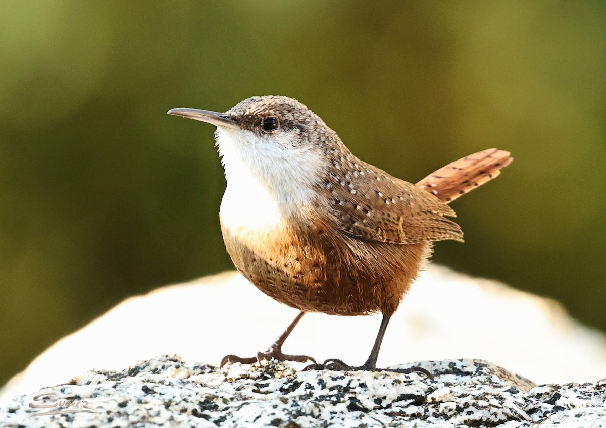 Canyon Wren - ML646477861