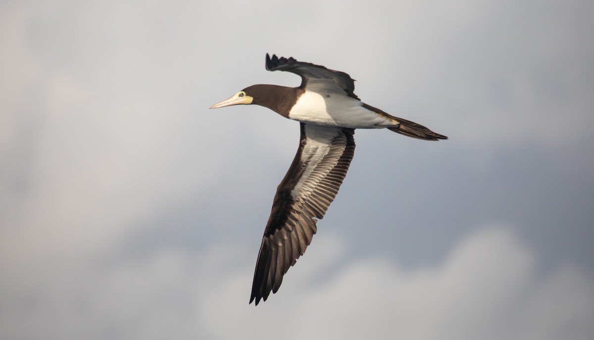 Brown Booby - ML646477862
