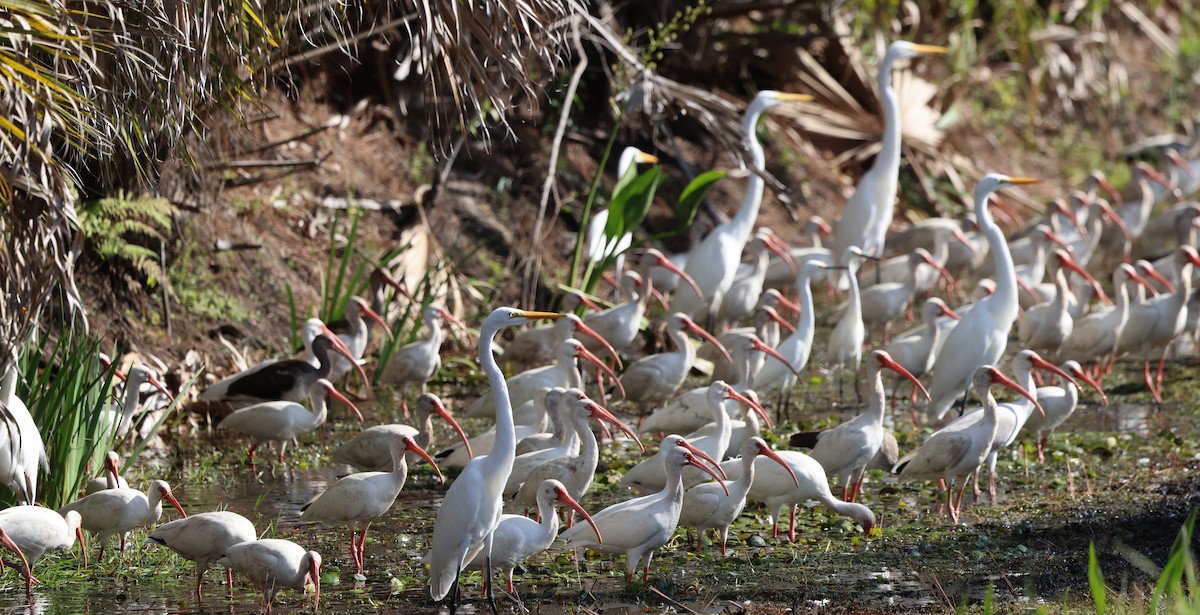 Ібіс білий - ML646477863