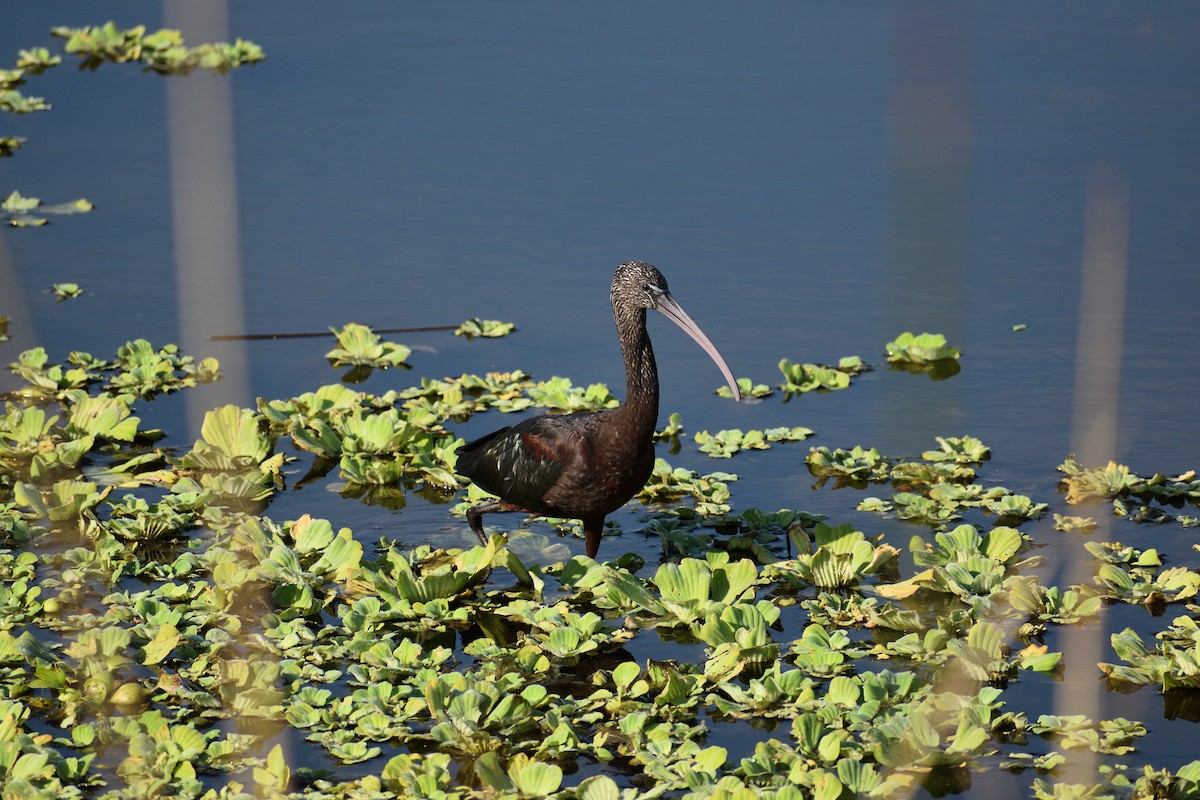 Glossy Ibis - ML646477864