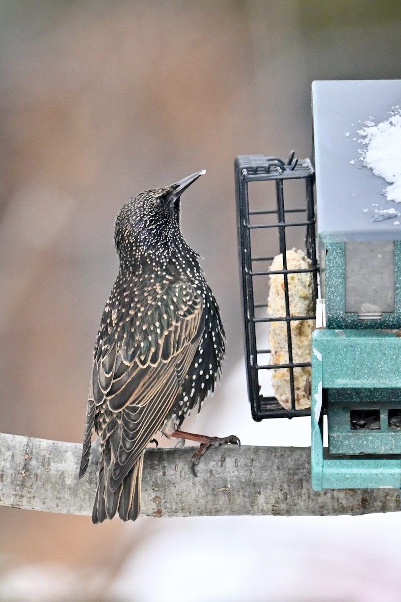 European Starling - ML646477865