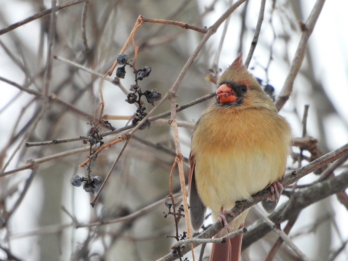 ショウジョウコウカンチョウ - ML646477866